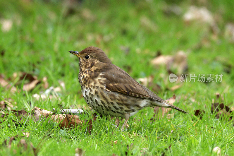 Song Thrush (Turdus philomelos)